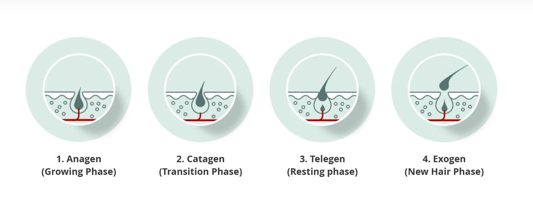 A Guide To The Hair Growth Cycle