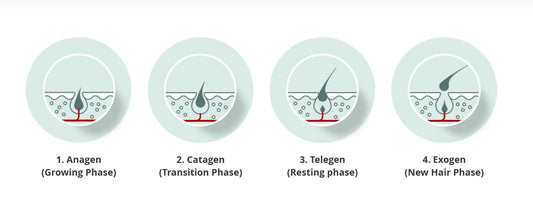 A Guide To The Hair Growth Cycle
